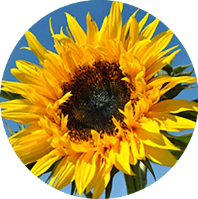 Sun Splash Sunflower