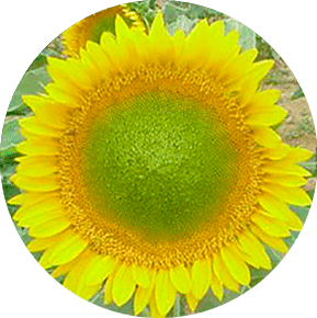 Sunbeam Sunflower