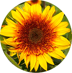 Sundance Kid Sunflower