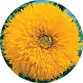 Sungold Sunflower