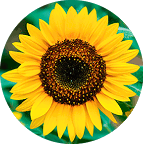 Sunny Smile Sunflower