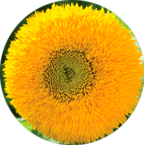 Teddy Bear Sunflower