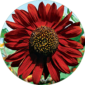 Velvet Queen Sunflower