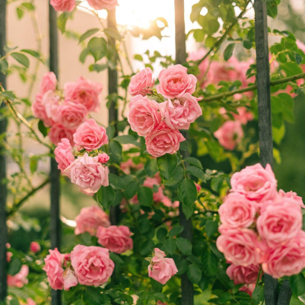 flowering weeds with wild roses