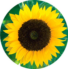 Zohar Sunflower