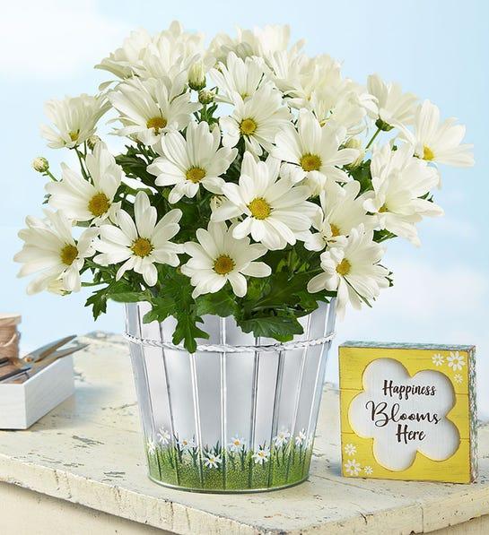 Picture of Happy Daisy flowers