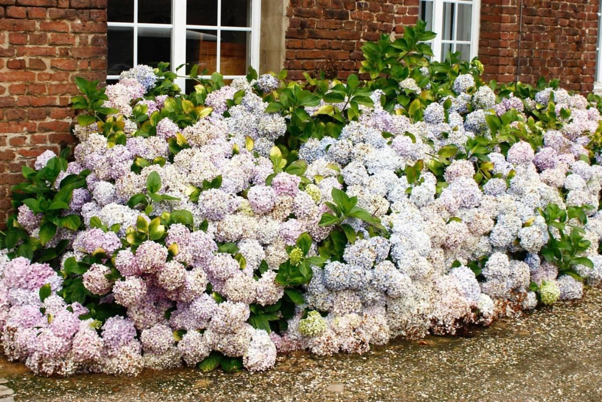 autumn flowers with hydrangeas