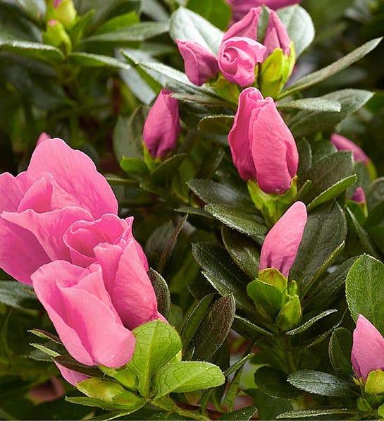 Picture of azaleas