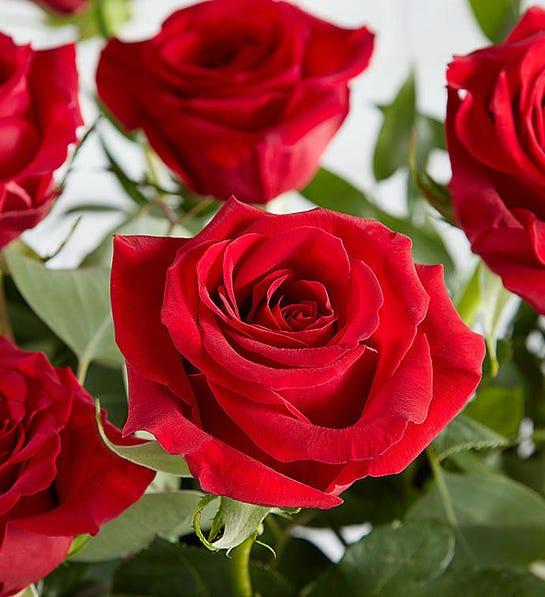 Picture of red roses