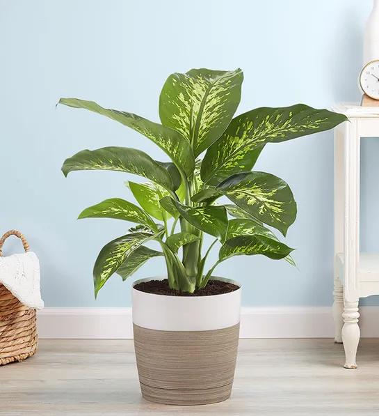 Dieffenbachia Plant