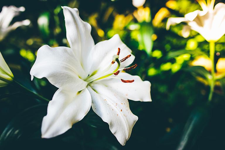 irish flowers with Easter lily