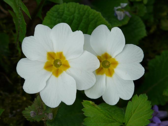 irish flowers with primrose