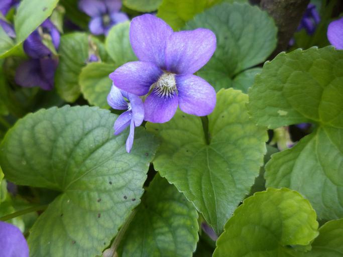 irish flowers with Early Dog violet