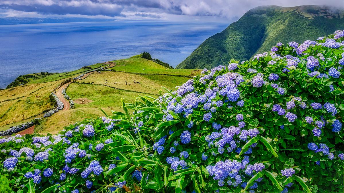 a photo of see flowers with hydrangeas in the azores