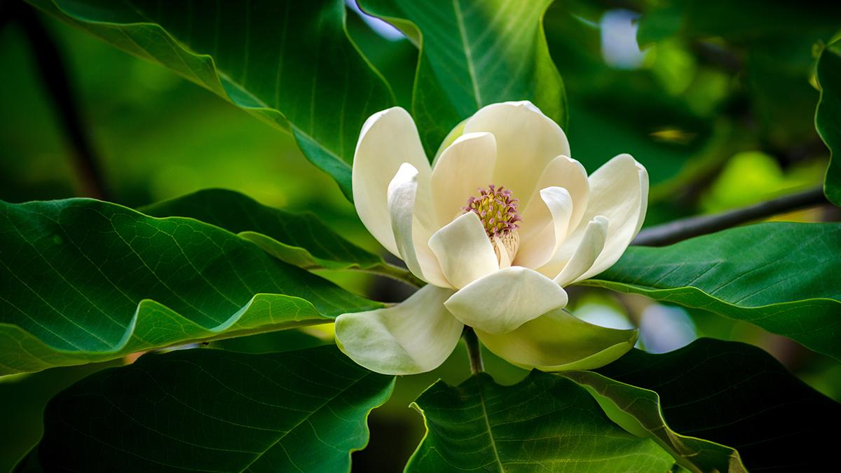 A photo of best smelling flowers with a magnolia growing in nature