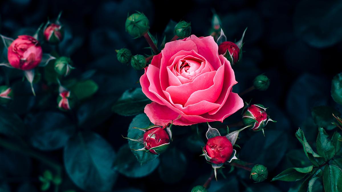 A photo of best smelling flowers with pink roses growing in nature