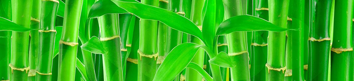 common house plants with lucky bamboo