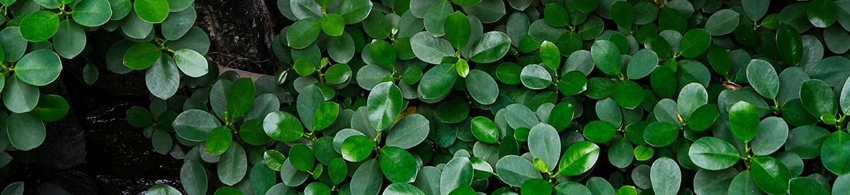 common house plant with Baby rubber plant