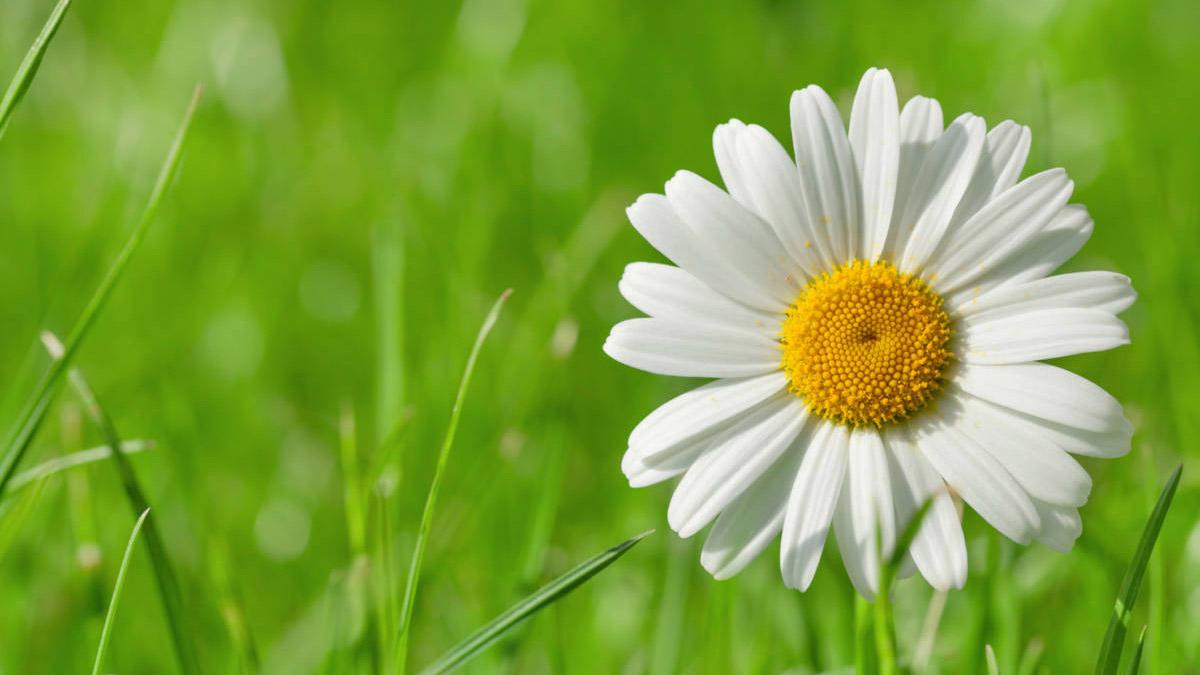 flowers of ukraine with chamomile