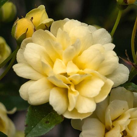 types of roses with Lady Banks' rose