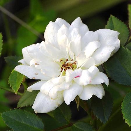 types of roses with miniature roses