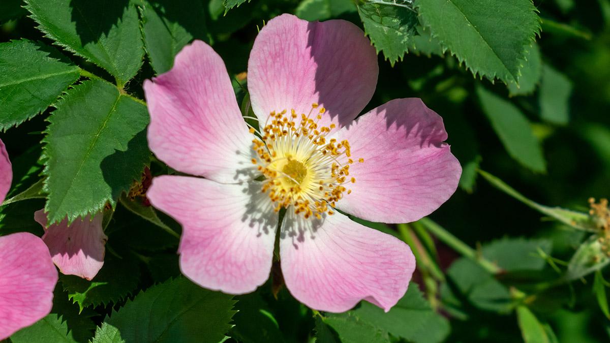 types of roses with species roses