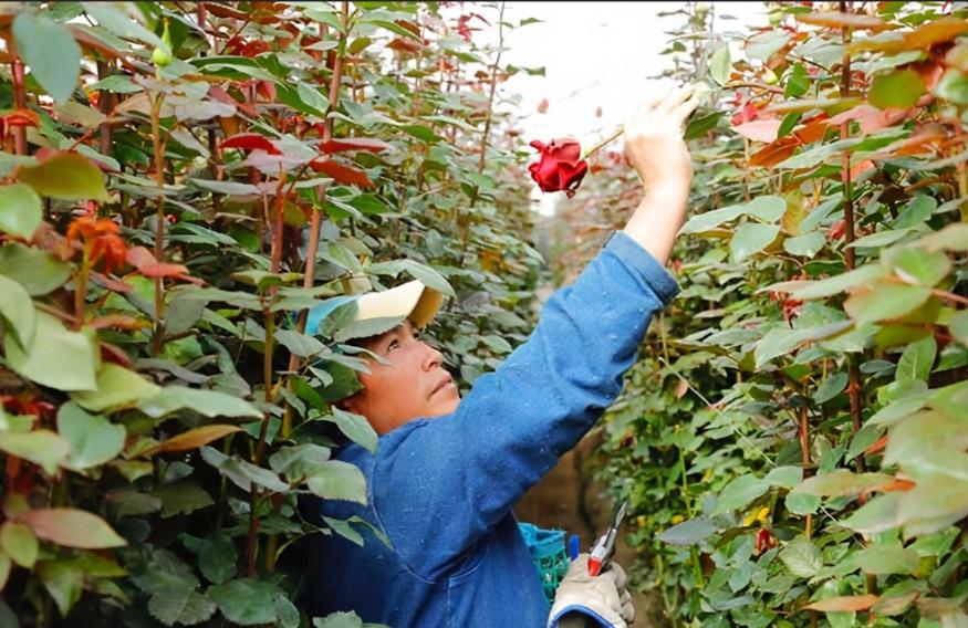 perfect flower harvest