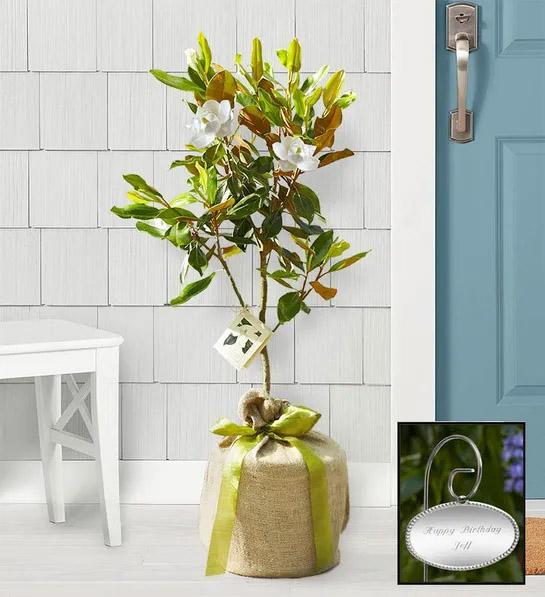 planting guide with Magnolia Tree