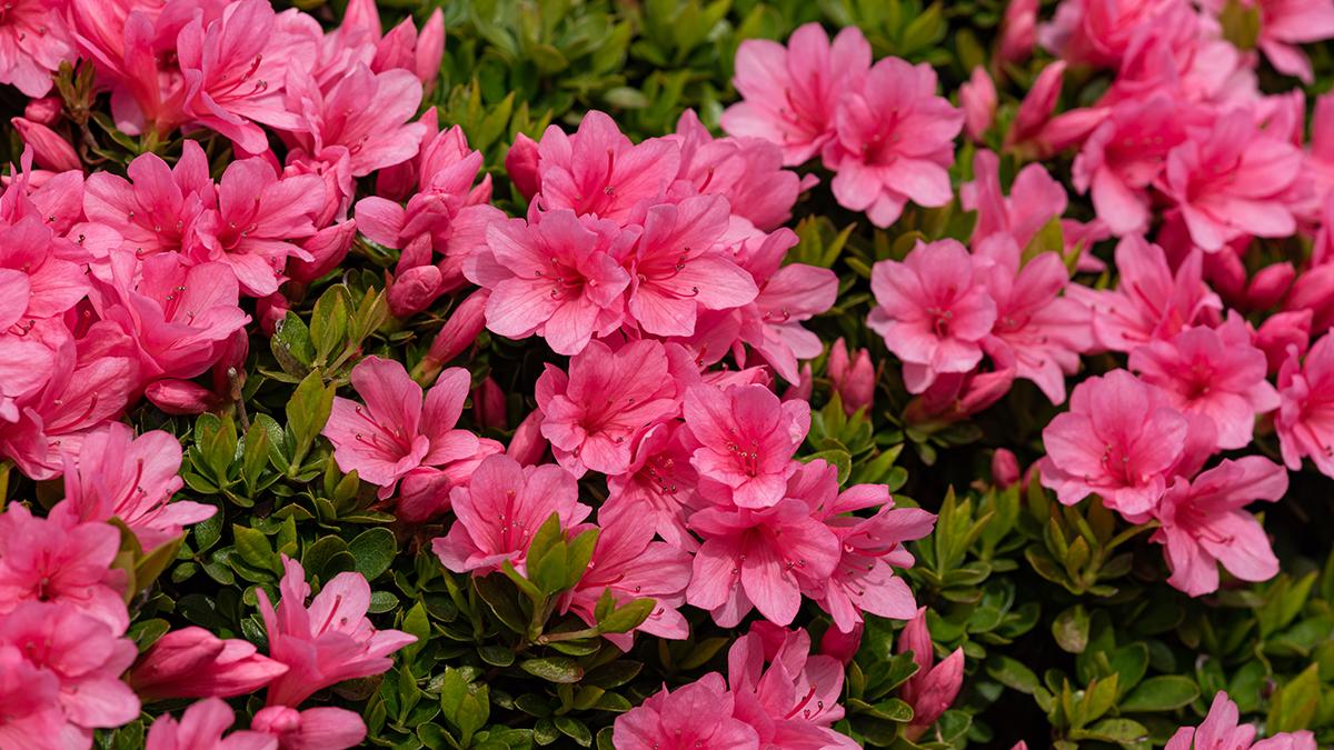 spring flowers with azalea