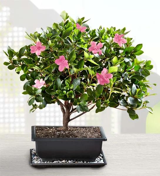 popular house plants with Azalea Bonsai