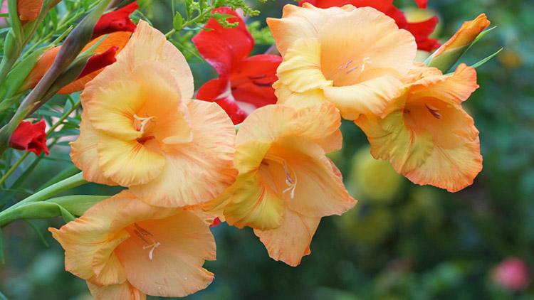 august birth flower with Gladiola with golden rod