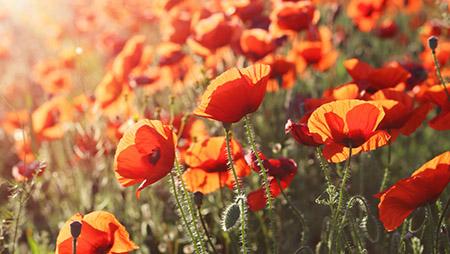 august birth flower with red poppy flowers growing in a field