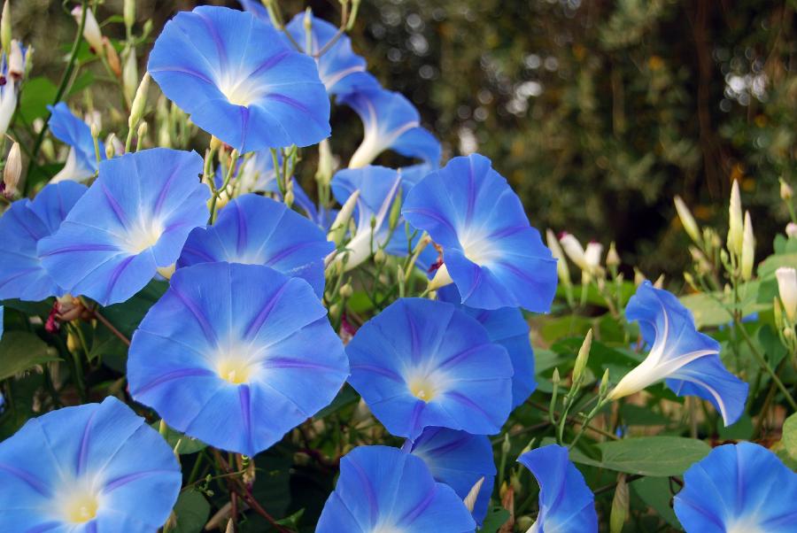 september birth flower morning glory