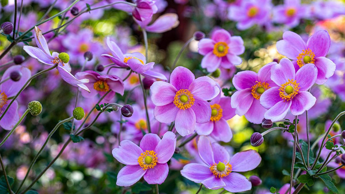 Beautiful anemone hupehensis blossom in garden.