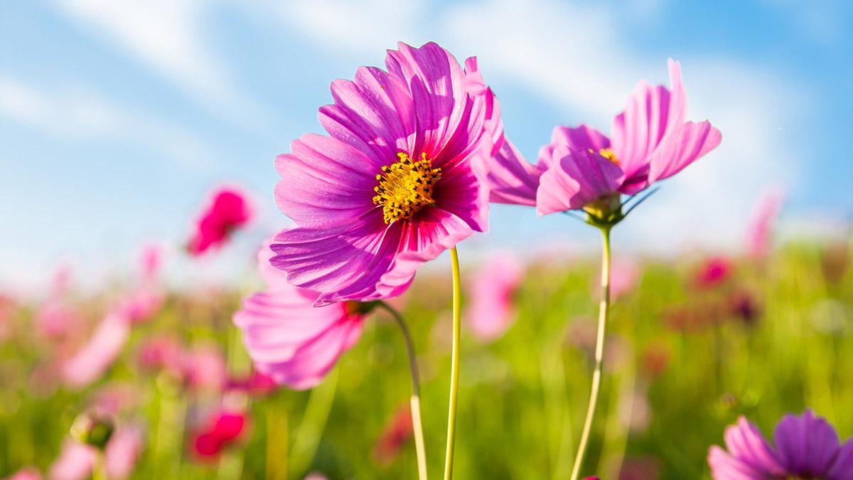 The cosmos flower field