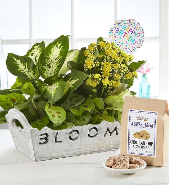 best friend birthday gifts happy birthday dish garden