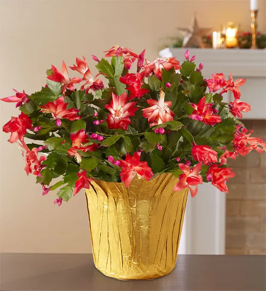 christmas cactus care christmas cactus