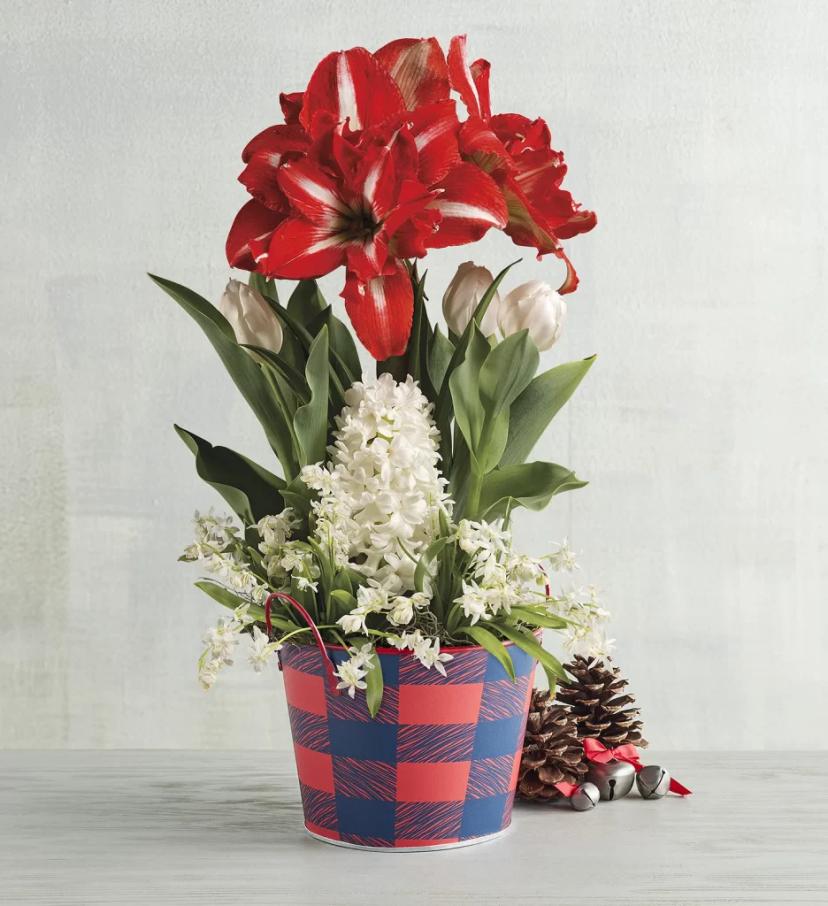 popular christmas flowers with christmas flowers holiday bulb garden