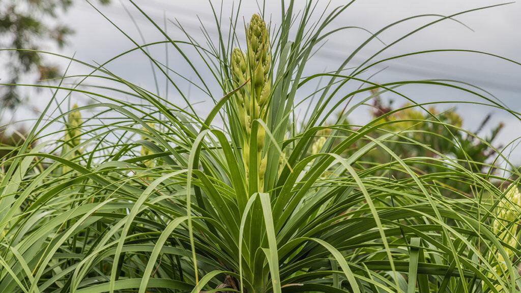 types of succulents with Ponytail palm beginning to flower