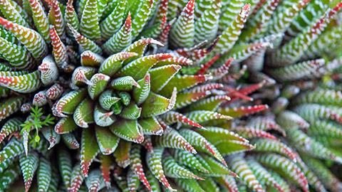 types of succulents with Acercamiento planta cebra jardin