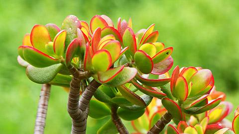 types of succulents with Geldbaum Crassula ovata