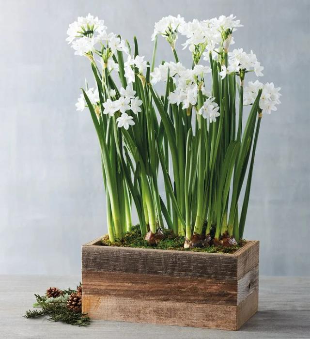 christmas table design ideas Paperwhites Bulb Garden