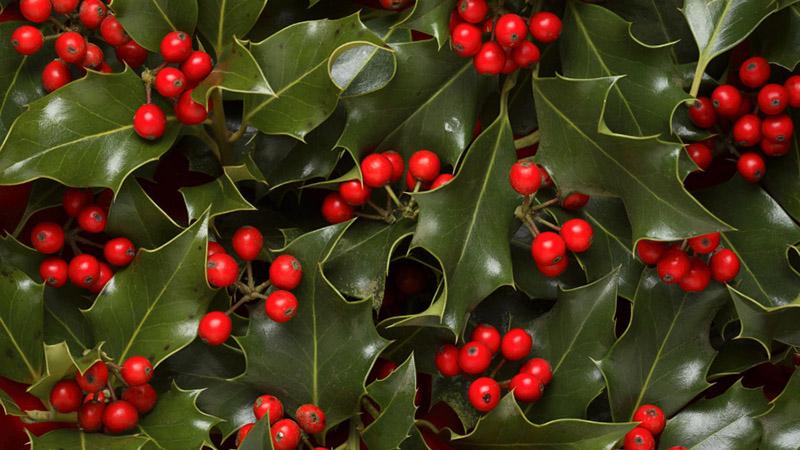 december birth flowers holly leaves berries