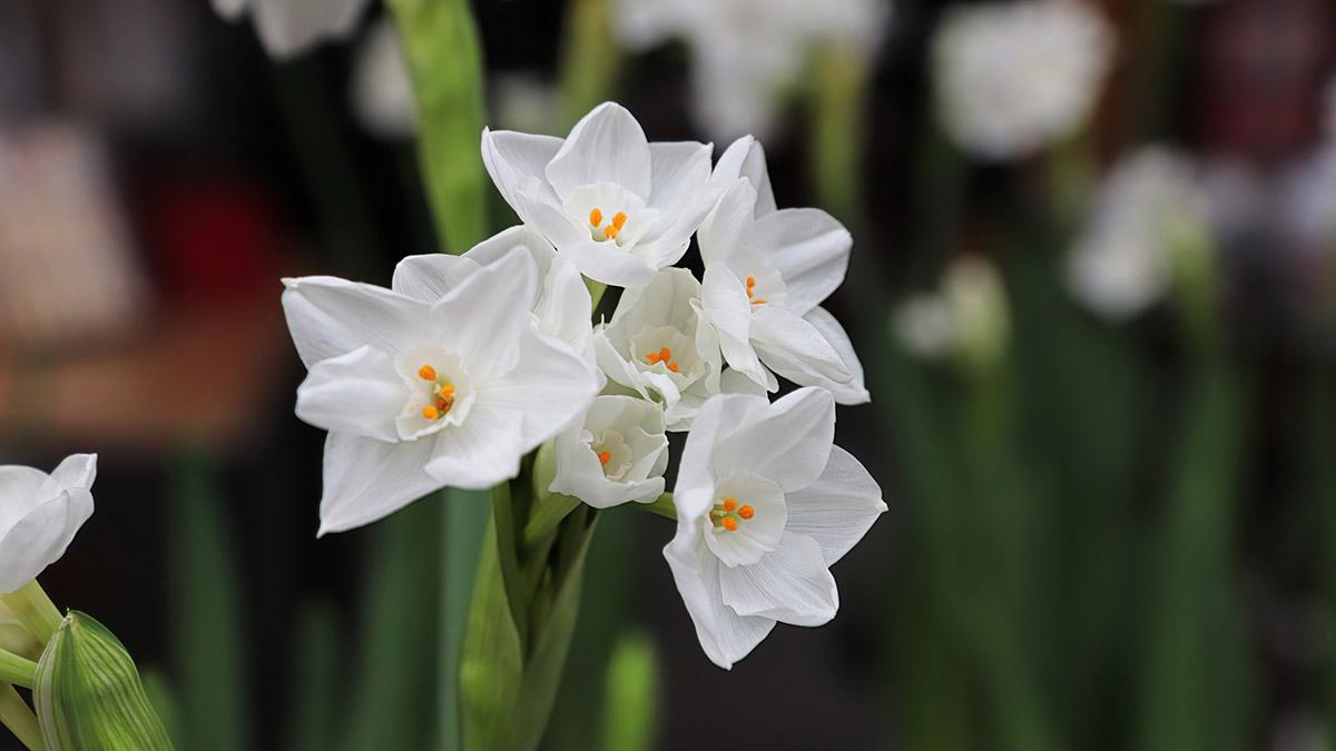 Closeup of paper white narcissus flowers blooming