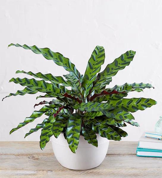 Calathea Rattlesnake