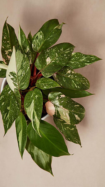 philodendron pink princess