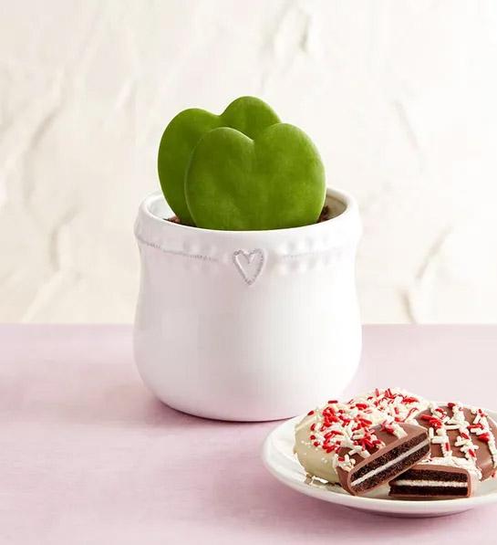 last minute valentines day gifts Heart Succulents