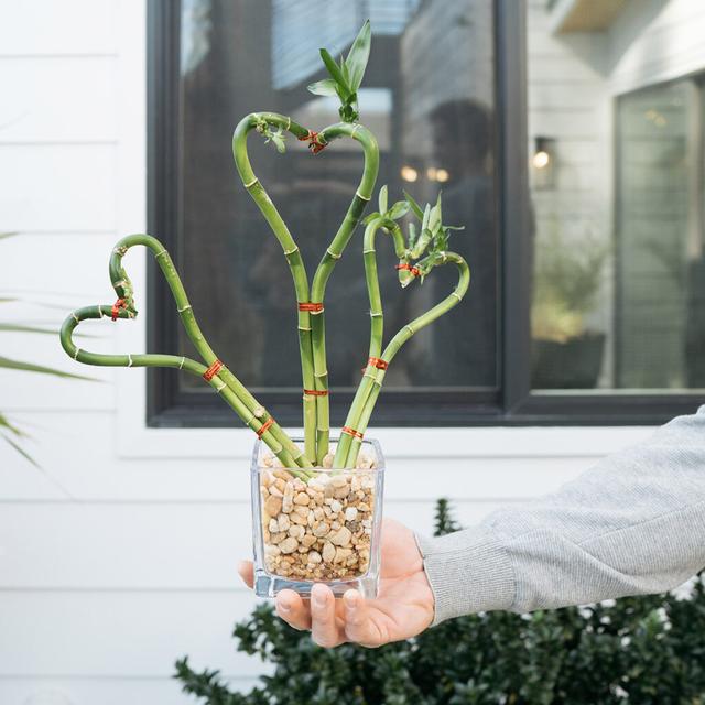 valentines day puns man holding heart bamboo