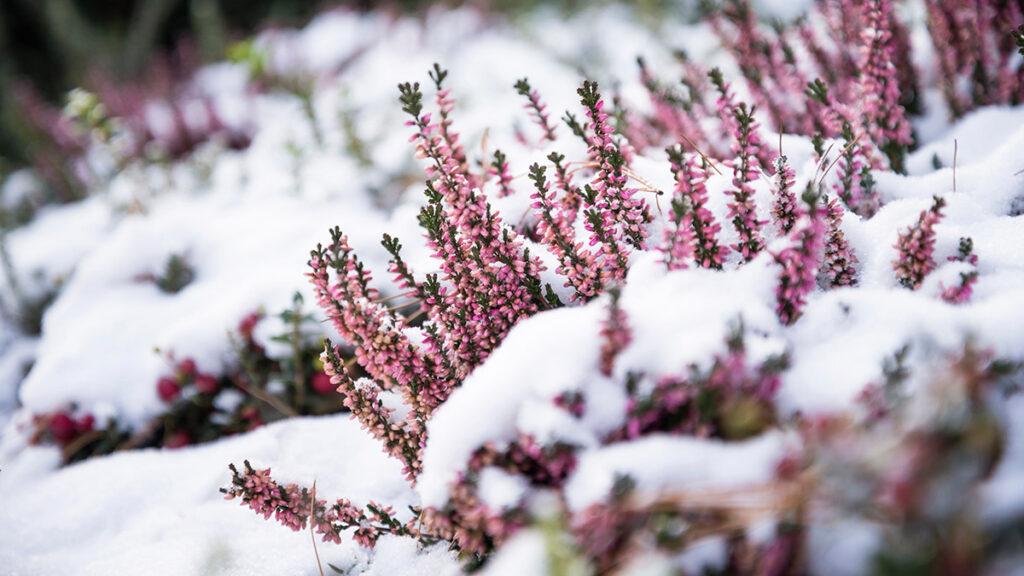 blooming pink Heather covered with the first snow in the garden