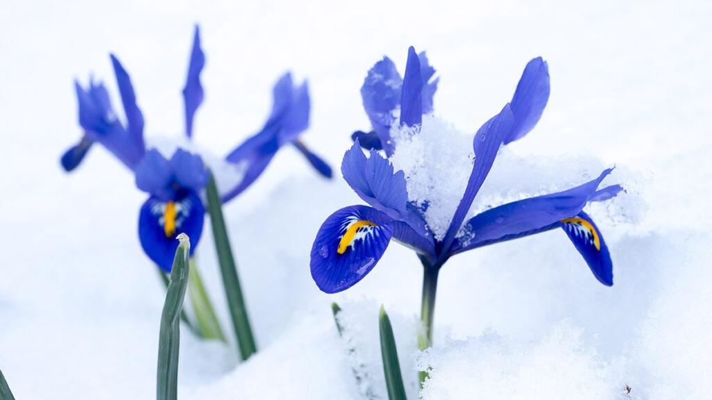 Snow covered Netted Iris  Iris reticulata  flowers